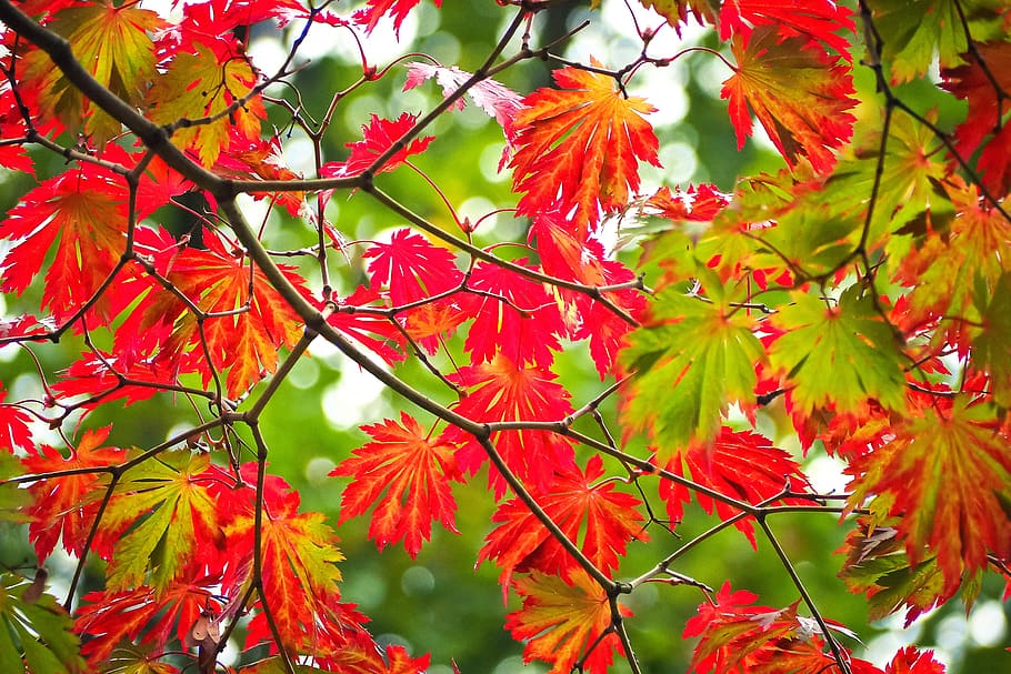 red and green leafed plants, leaves, tree, autumn, nature, landscape, HD wallpaper