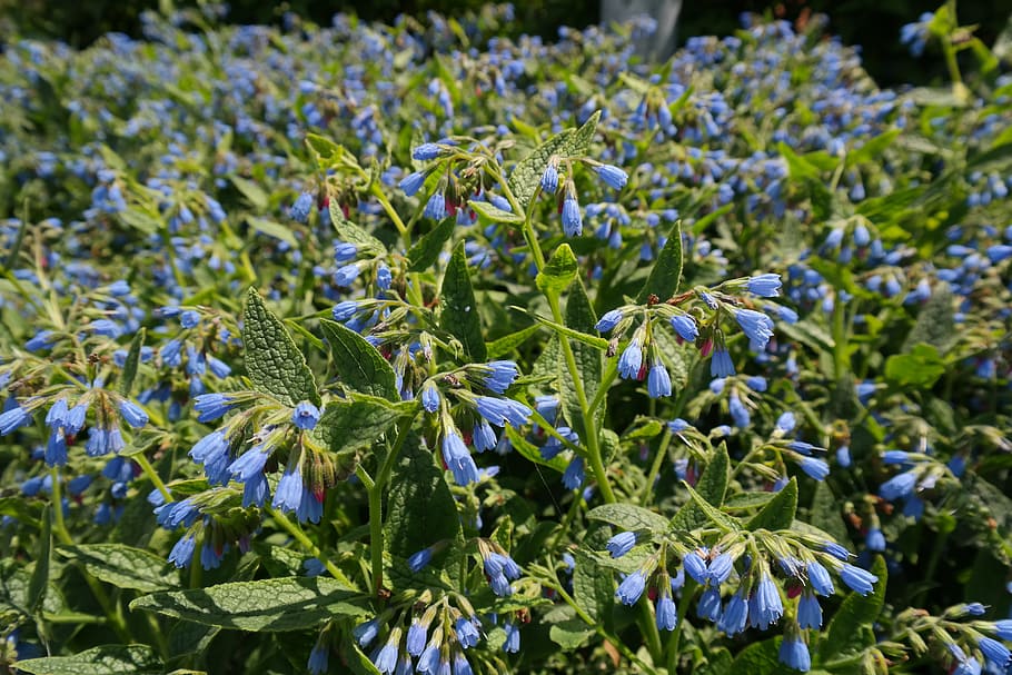 Rough Comfrey, Flower, blue, symphytum asperum, caucasus feverfew, HD wallpaper