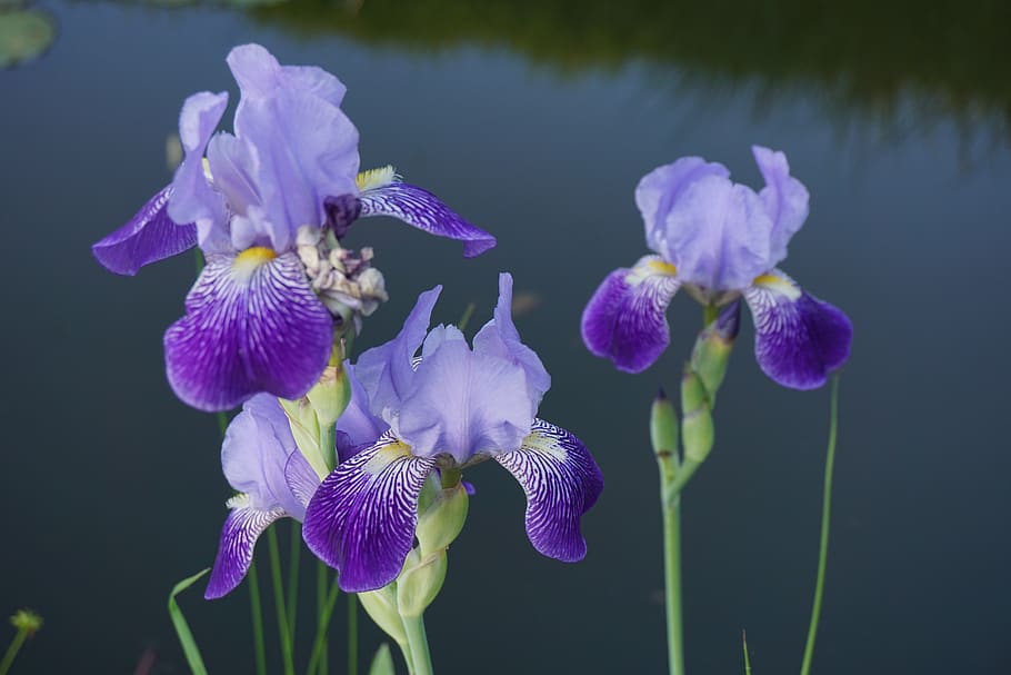 flower, pond, blossom, flowering plant, fragility, vulnerability HD wallpaper