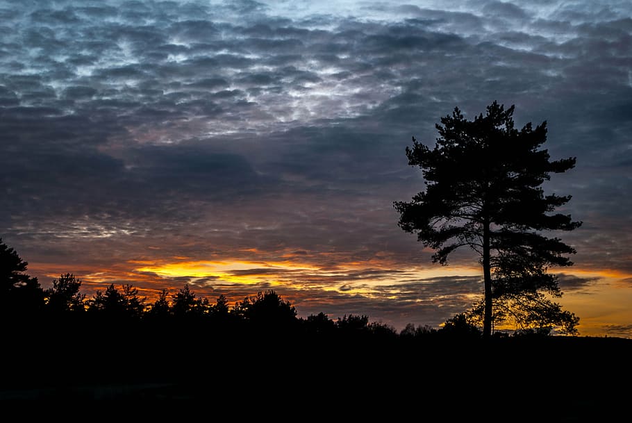 setting sun, cloudy sky, tree, silhouette, cloud - sky, beauty in nature HD wallpaper