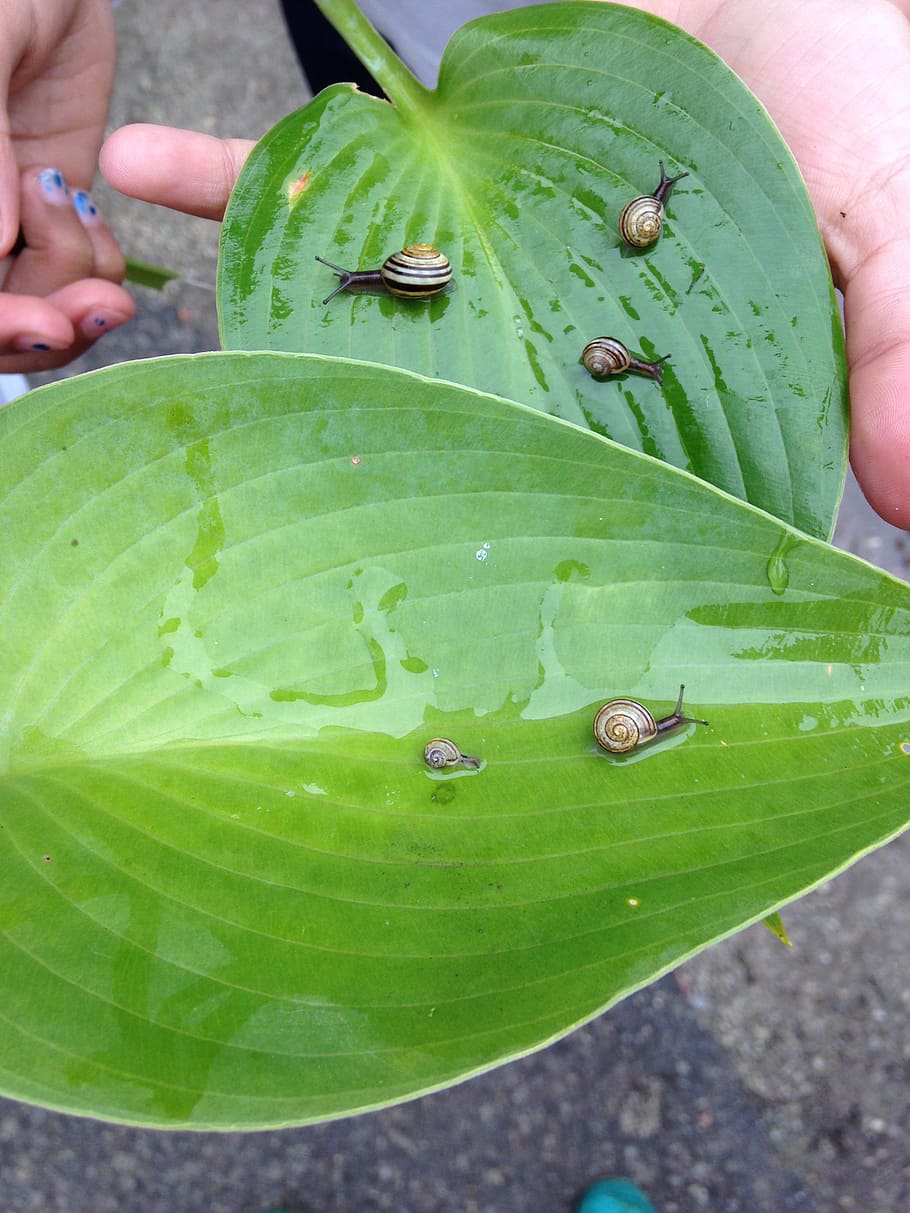 snails, rain, leaves, nature, shell, summer, green color, hand HD wallpaper