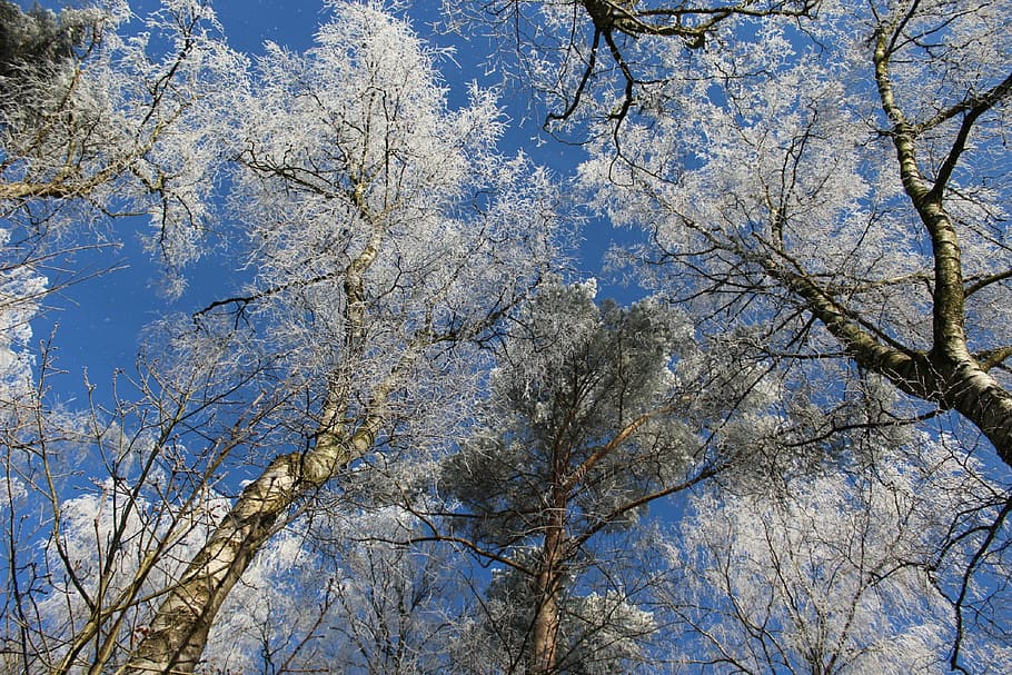 winter, winter forest, winter magic, treetop, canopy, trees HD wallpaper