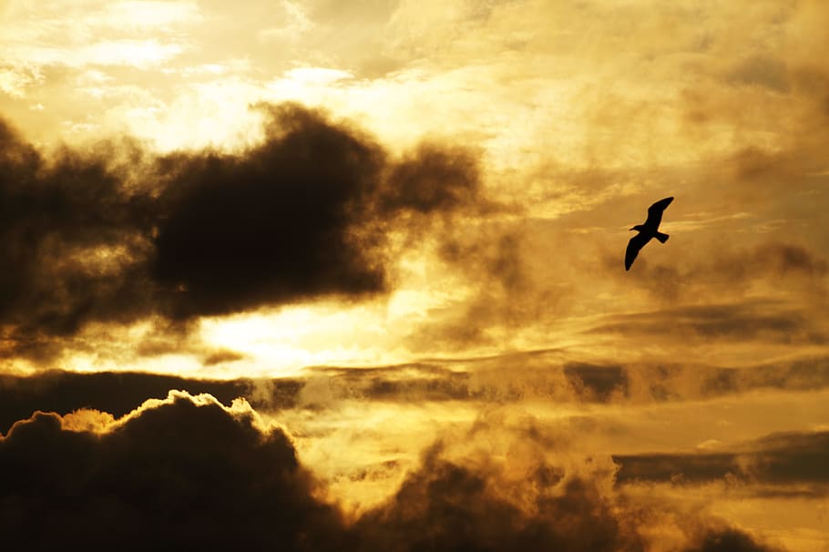 light, dawn, landscape, nature, backlit, bird, clouds, dark, daylight HD wallpaper