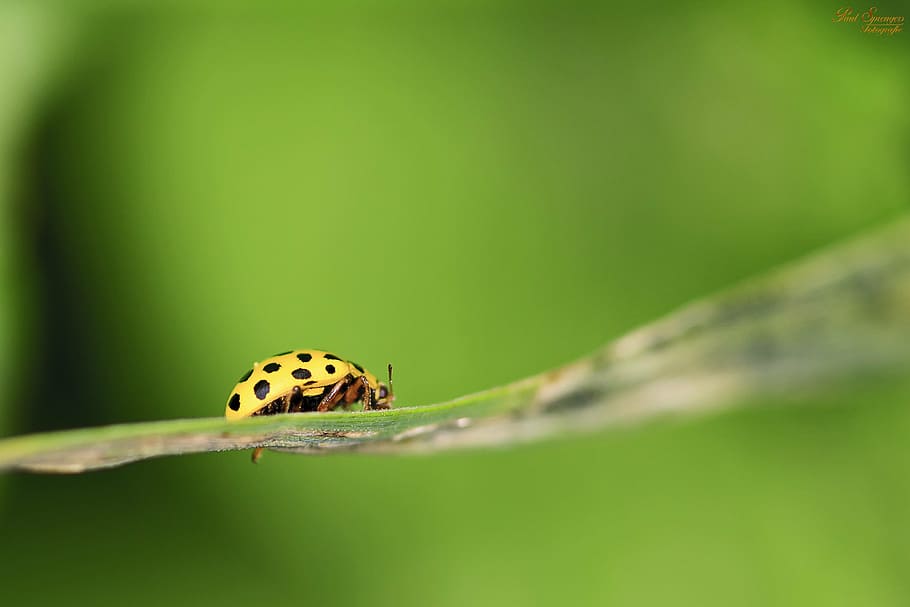 shallow focus photo of yellow and black beetle, macro, ladybug, HD wallpaper
