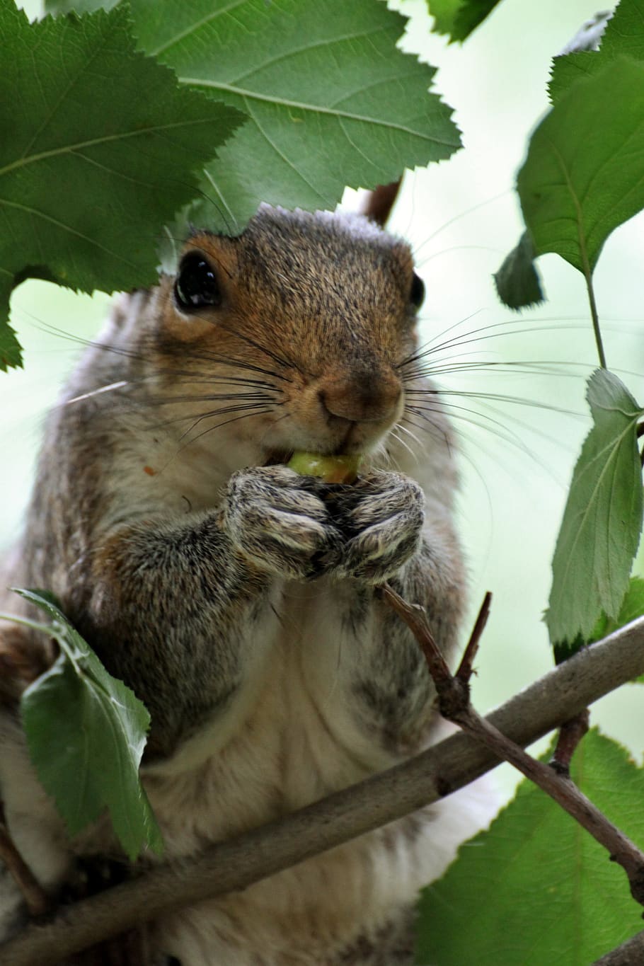 squirrel, park, animal, animal themes, mammal, one animal, leaf HD wallpaper