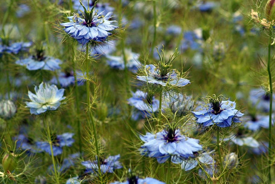 nature, flower, flora, grass, hayfield, wildflower, flowering plant HD wallpaper