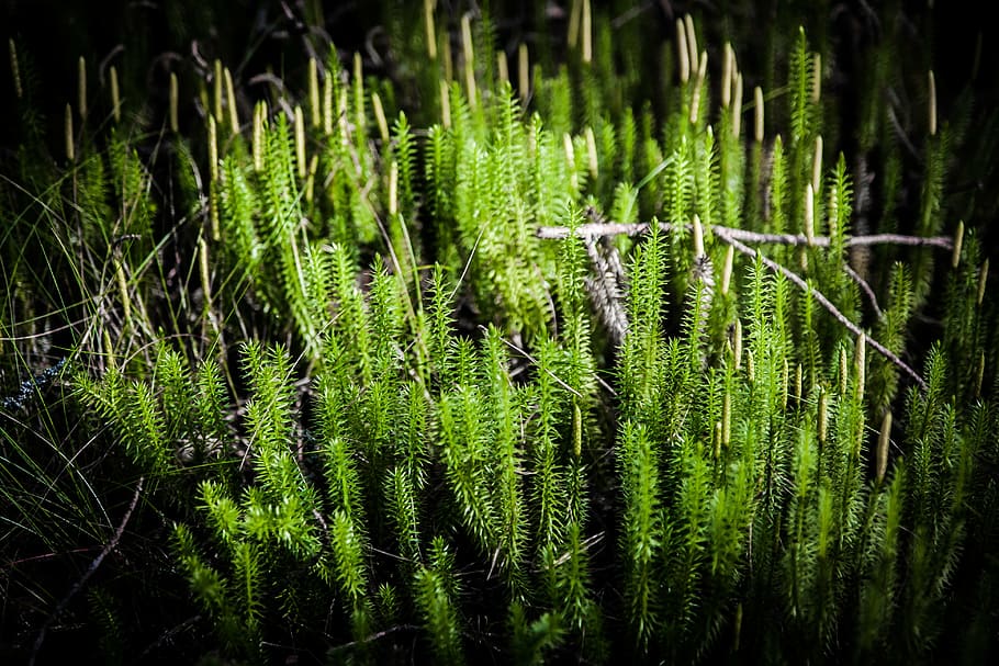 moss, forest, nature, green, plant, growth, green color, tranquility HD wallpaper