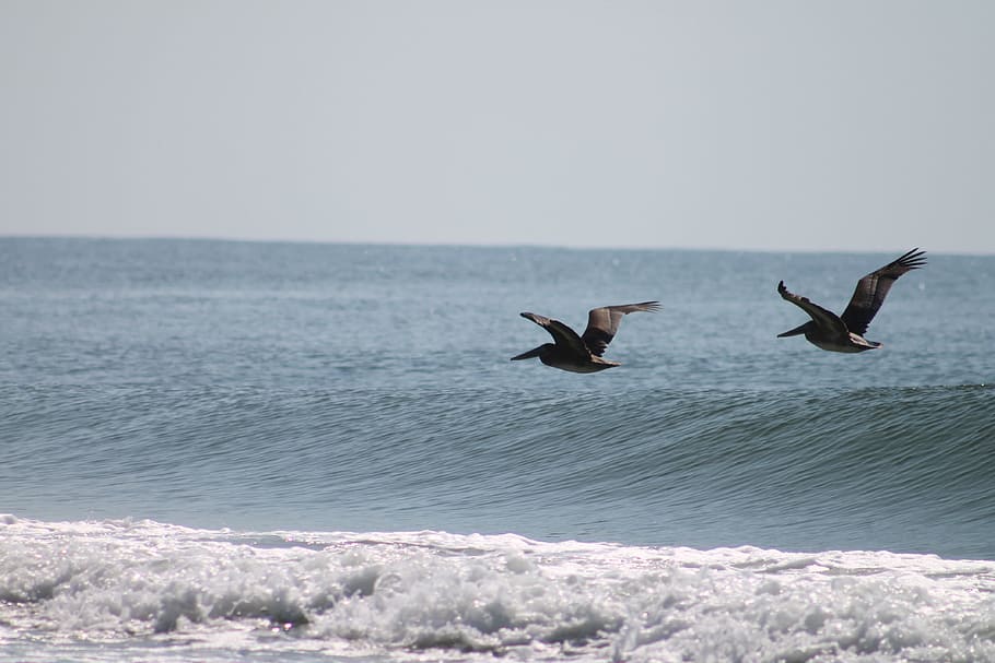 Birds, Ocean, Flying, Animal, Beach, sand, water, sea, nature