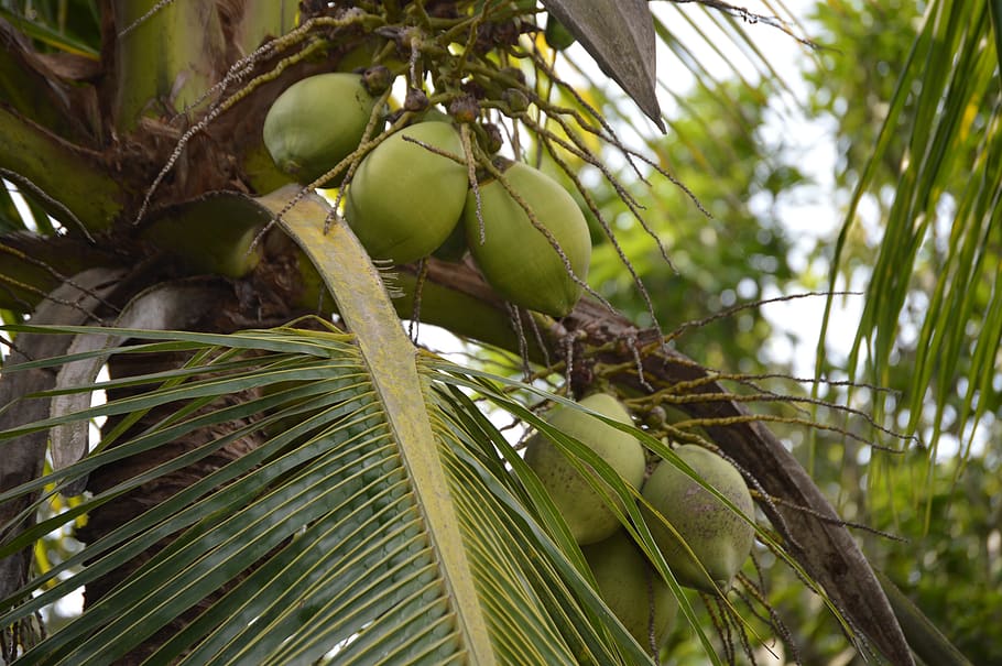 coconut, trees, of comilla bangladesh, plant, growth, green color, HD wallpaper