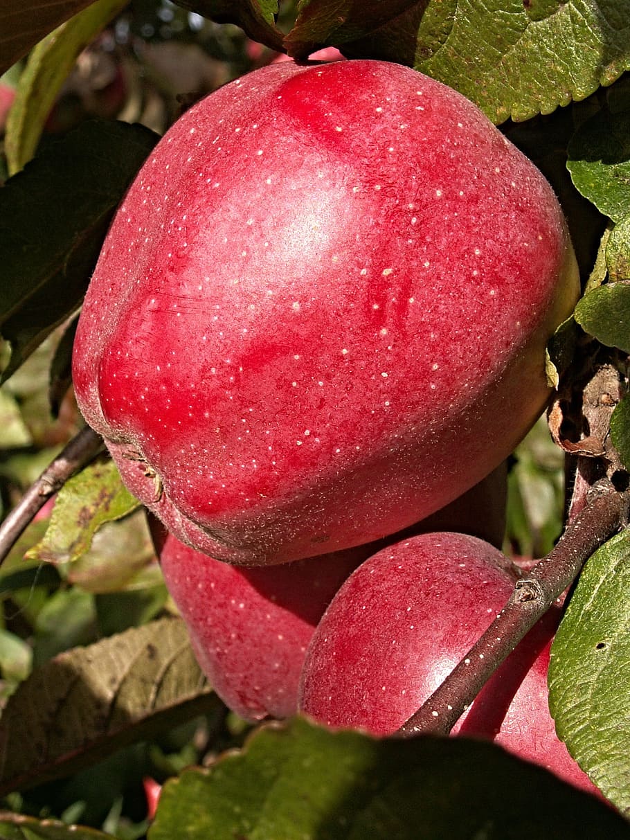 Ред Женева яблоня