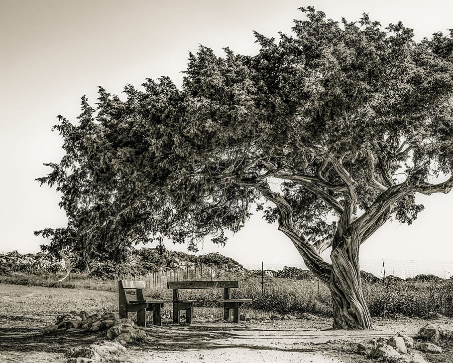 Cyprus, Cavo, Tree, Lonely, cavo greko, landscape, nature, nature landscape HD wallpaper