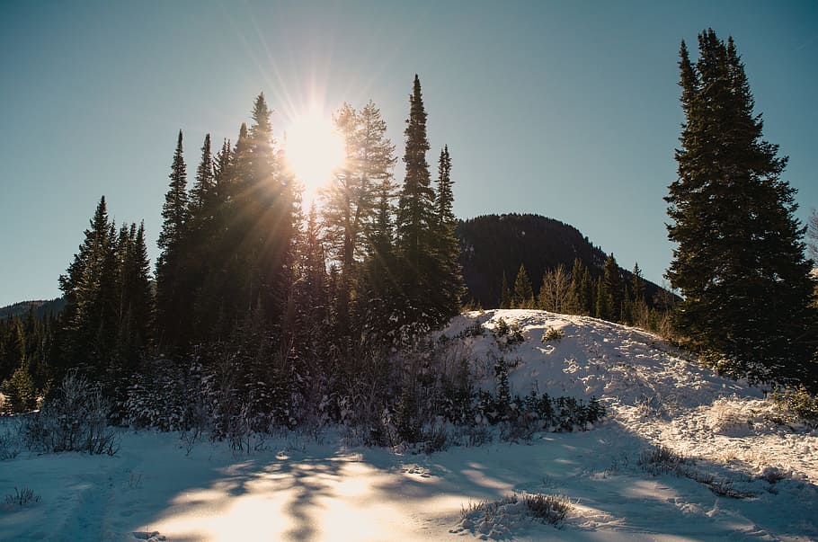 Hill Top With Snow and Trees, cold, conifer, daylight, zing, frost HD wallpaper