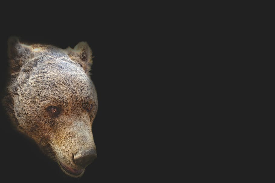 brown and black bear head, artistic, portrait, animal, nature HD wallpaper