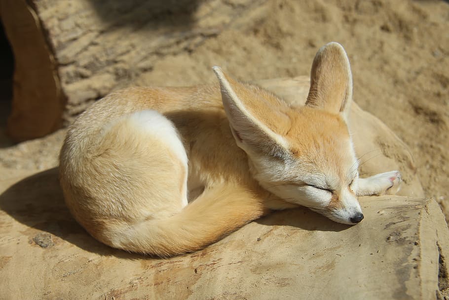 brown and white finnec fox on brown log, zoo, desert fox, cute HD wallpaper