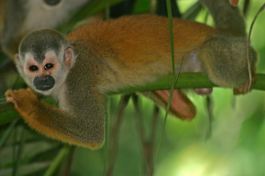 monkey, squirrel, primate, wildlife, nature, rainforest, branch HD wallpaper