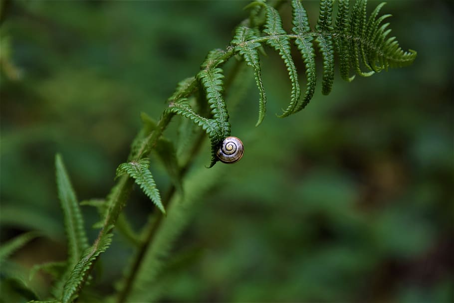 snail, animals, macro, plant, green color, growth, close-up HD wallpaper