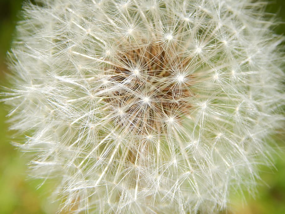 Dandelion, Spring, Flower, pointed flower, nature, fragility HD wallpaper