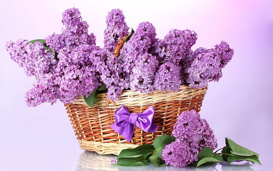 basket of lavander flowers, lilac, bow, purple, lavender, lavender colored, HD wallpaper