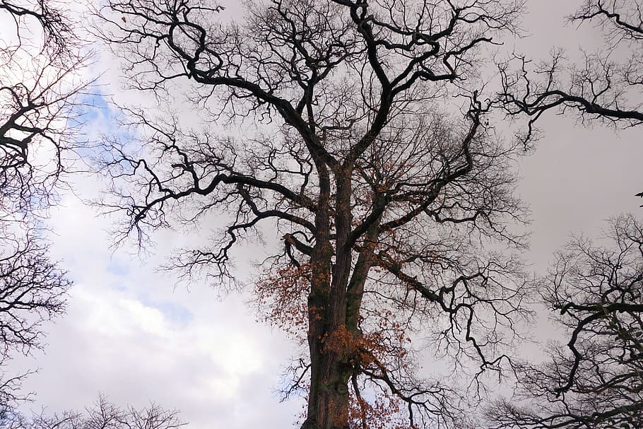 Tree, Crown, Sky, Nature, Aesthetic, overgrown, tribe, oak HD wallpaper