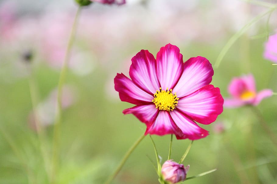 photo of pink petal flower plant, cosmos, nature, garden, blossom, HD wallpaper