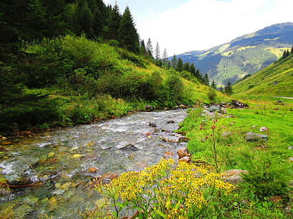 lake in the green forest, Bach, Water, Meadow, Flow, Austria HD wallpaper