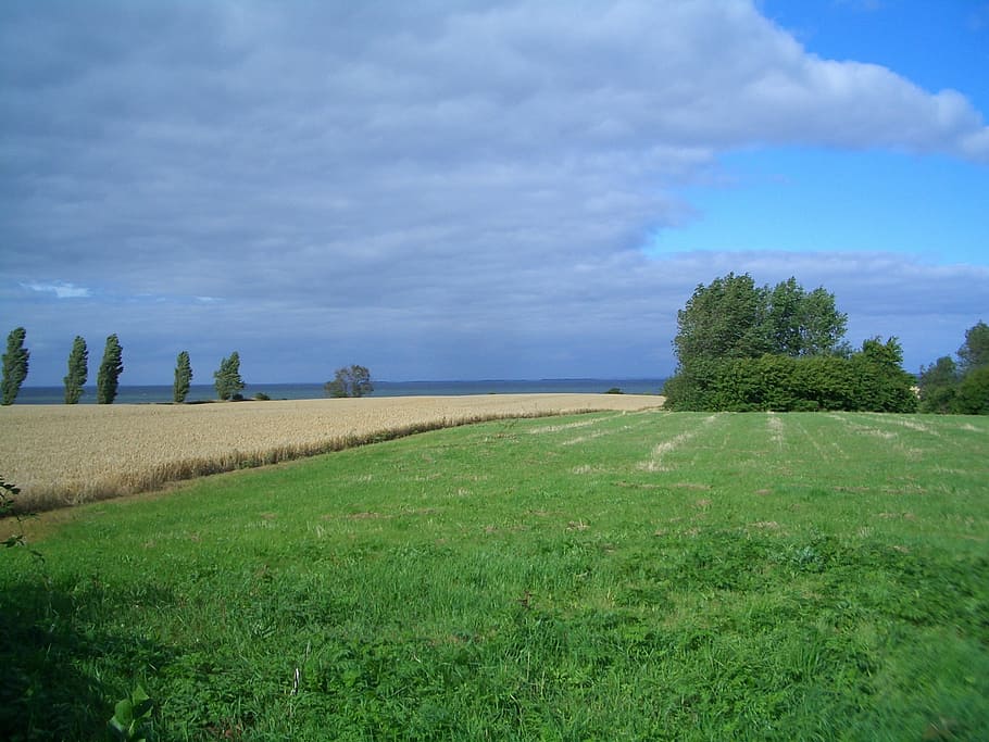 denmark, landscape, sky, clouds, fields, trees, scenic, wheat HD wallpaper