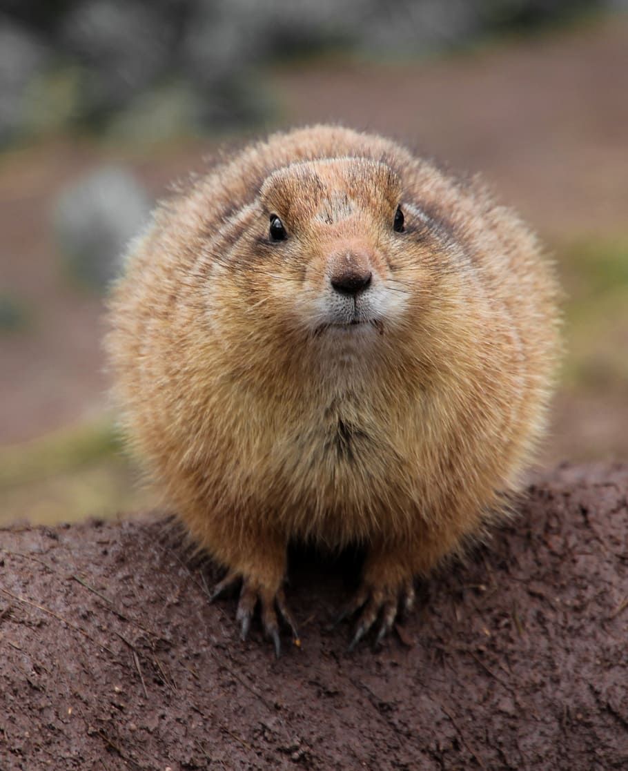 gophers, animal, close, animal themes, one animal, animal wildlife HD wallpaper