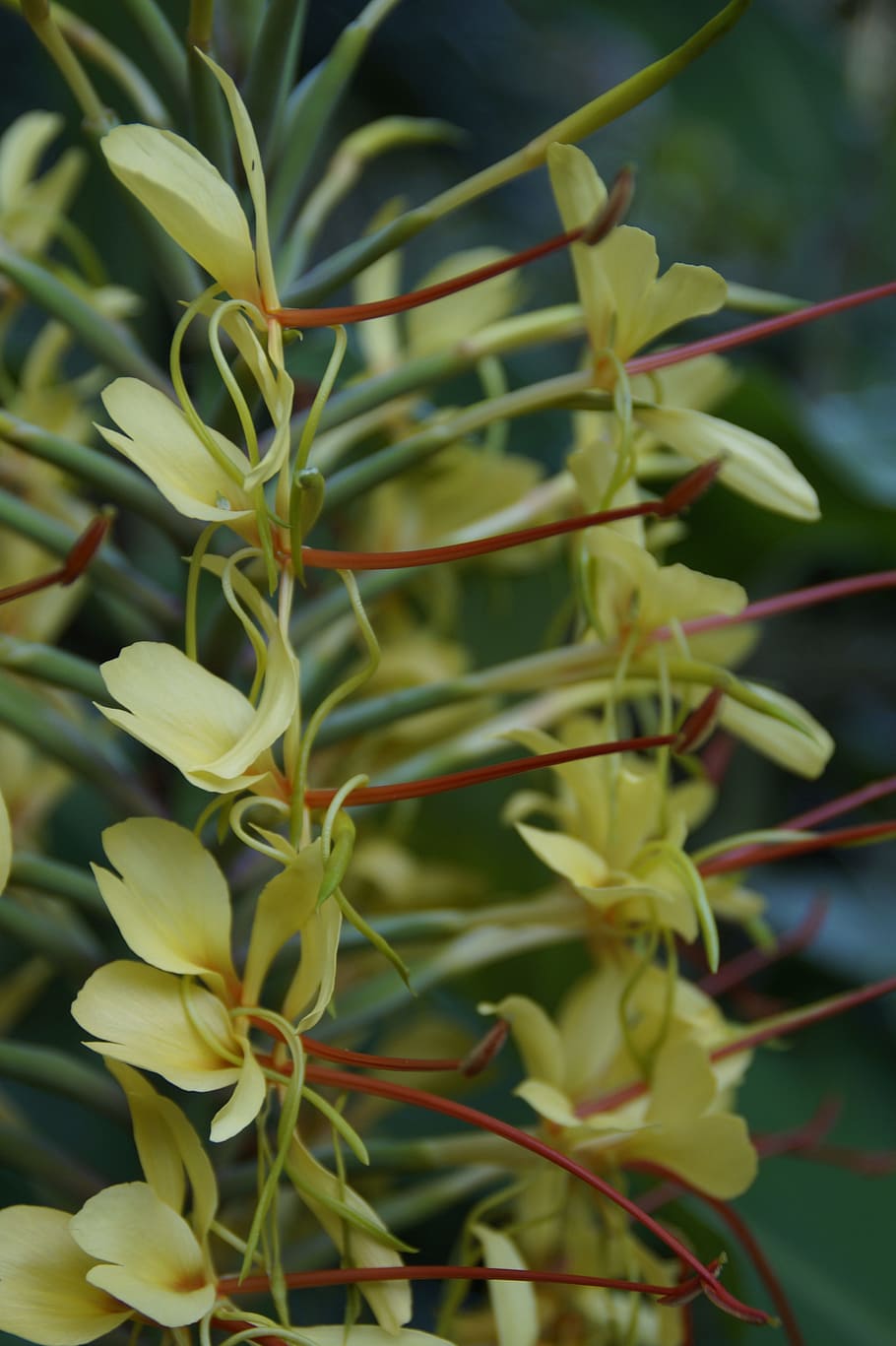 Exotic, Plant, Flora, Tropical, tropics, flowers, yellow, structure HD wallpaper