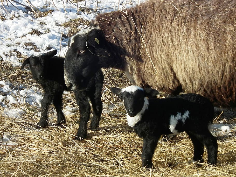 Black, Black, Black Sheep, Sheep, Wool, Lamb, children, mother HD wallpaper