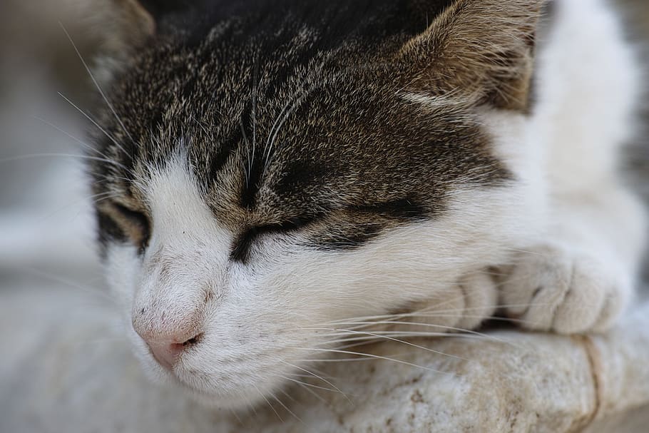 sleeping cat, tired, relax, nature, animal, sweet, environmental HD wallpaper