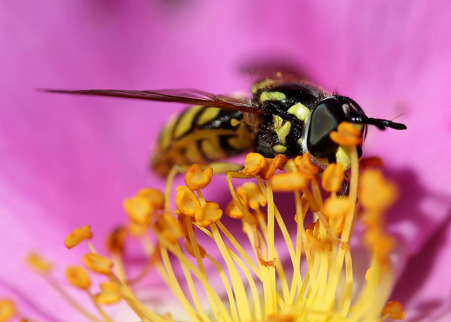insect, flower, nature, macro, wasp, wildflower, yellow, rose HD wallpaper