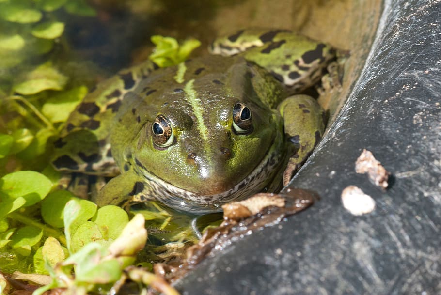 frog, amphibian, animal themes, one animal, animal wildlife HD wallpaper