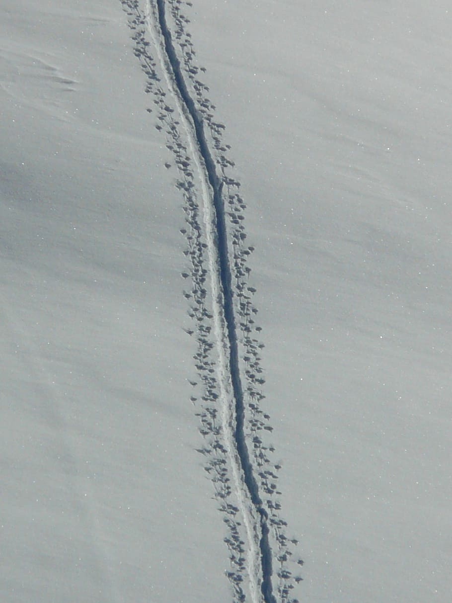 track, trace, winter, snow, deep snow, powder snow, animal track HD wallpaper