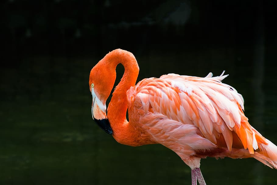 Flamingo, Bird, Pink, Exotic, Tropical, colorful, beak, feather HD wallpaper