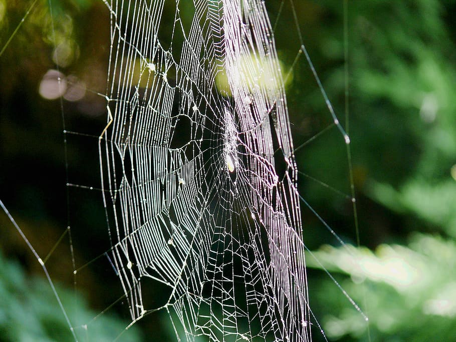 indian summer, cobweb, autumn, cobwebs, spider, back light HD wallpaper
