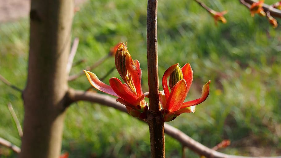 Clone, Spring, Nature, Tree, Sprig, bud, foliage, flower, plant HD wallpaper