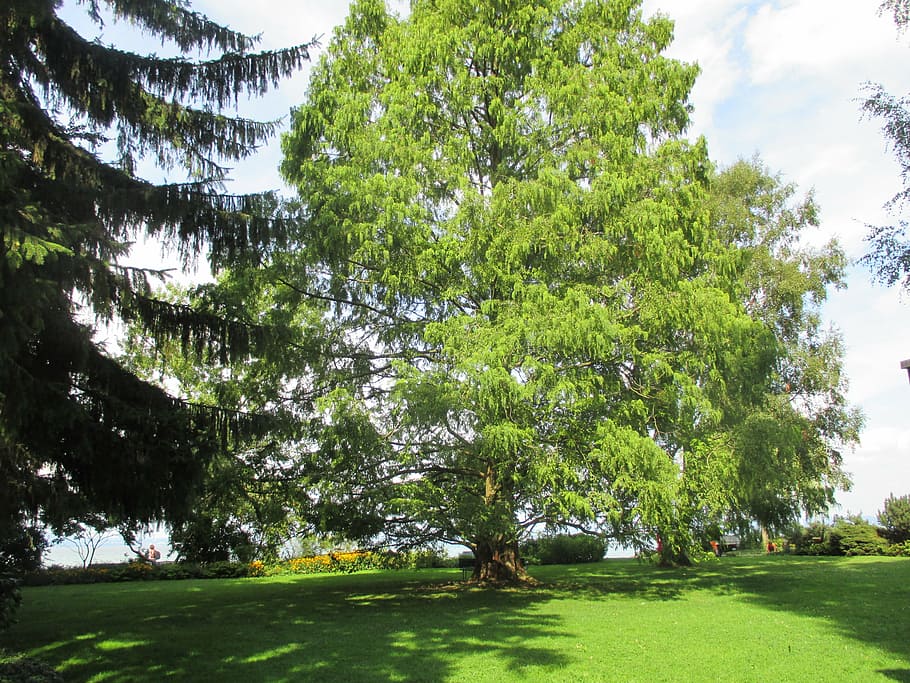 trees, summer, landscape, green, seasons, nature, outdoors HD wallpaper
