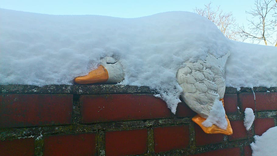 snow, winter, romantic, duck, porcelain, funny, bird, winter blast HD wallpaper