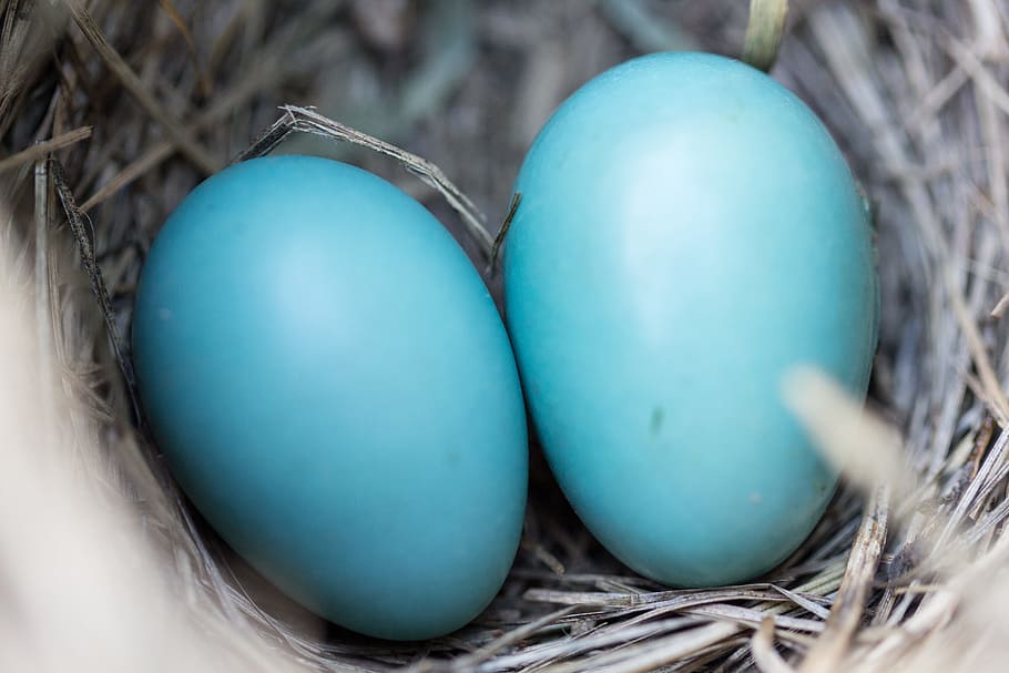 two teal eggs in nest, Bird, Nest, Twigs, Wildlife, blue, nature HD wallpaper