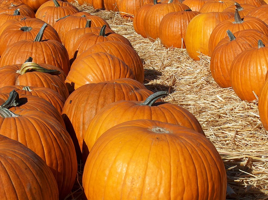pumpkin lot, Patch, Orange, Halloween, pumkins, harvest, october, HD wallpaper