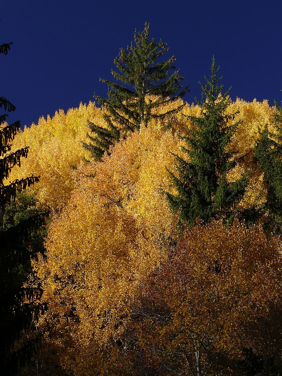 larch, ubaye, fall, nature, tree, forest, sky, landscape, outdoors HD wallpaper