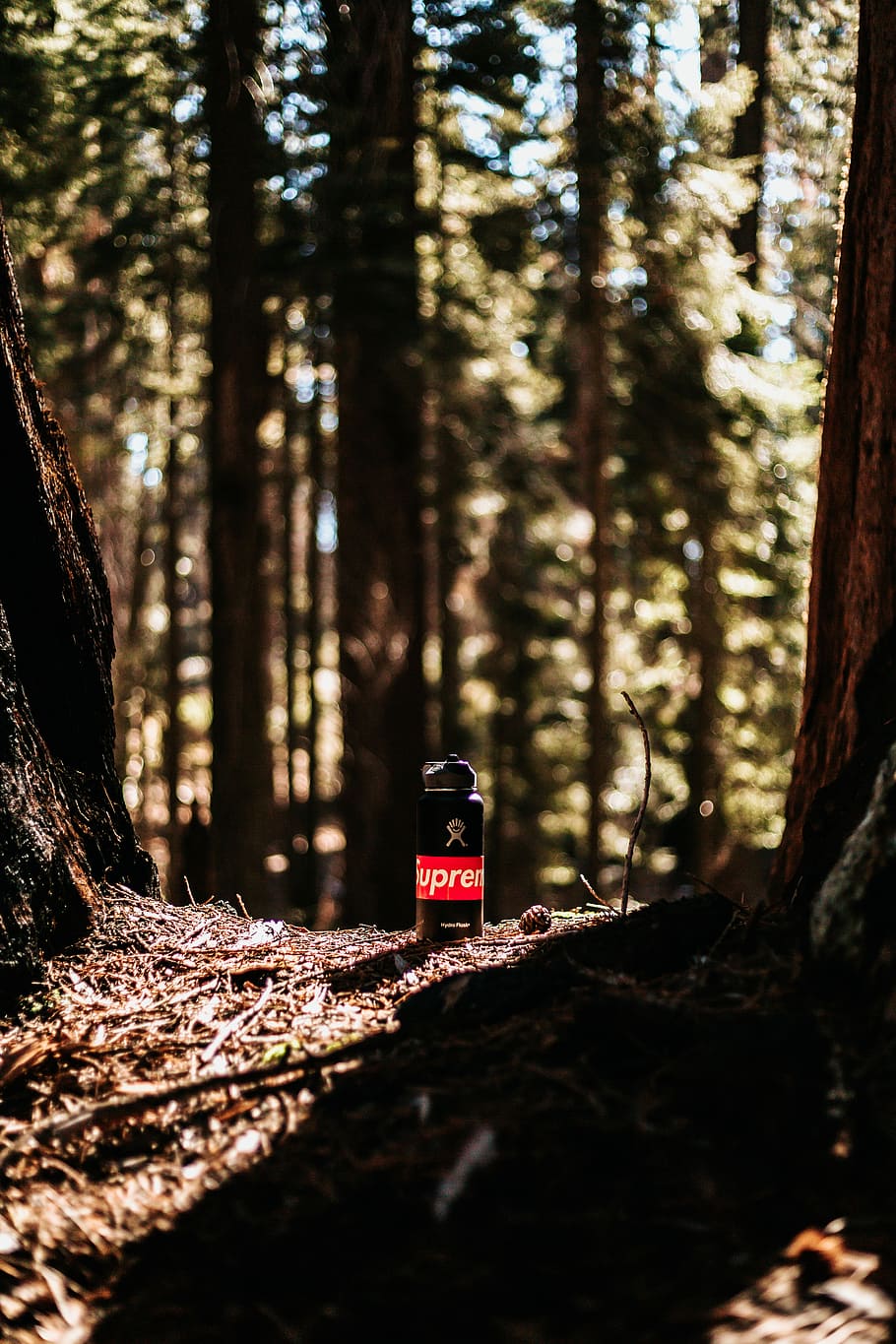 black and red Supreme bottle between two brown tree trunks selective fucos photo, Supreme bottle on ground, HD wallpaper