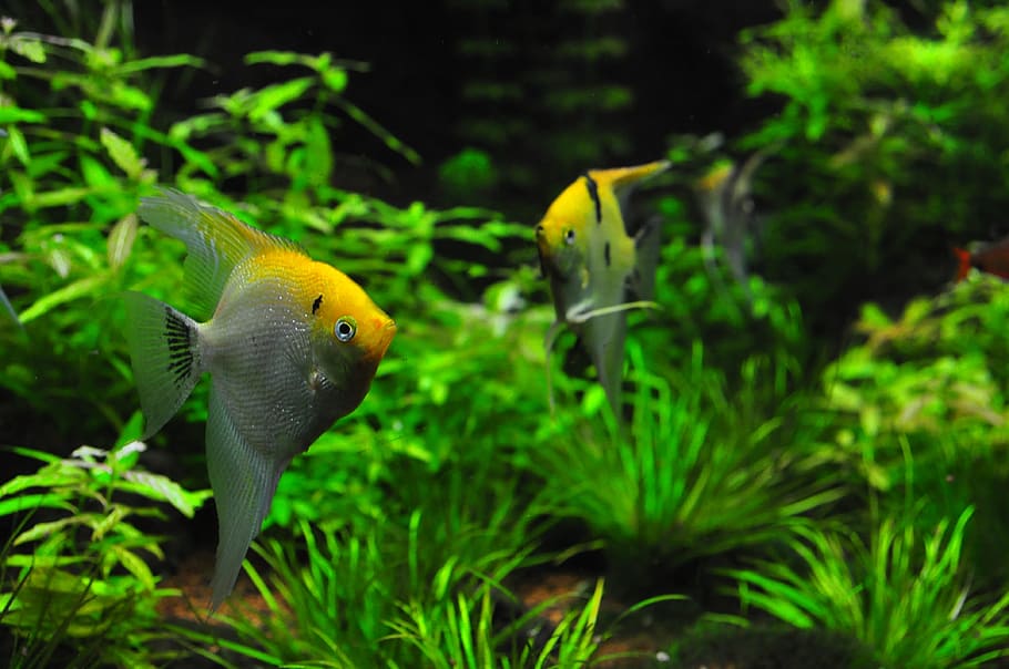 two yellow-and-gray angelfishes in body of water with green plants