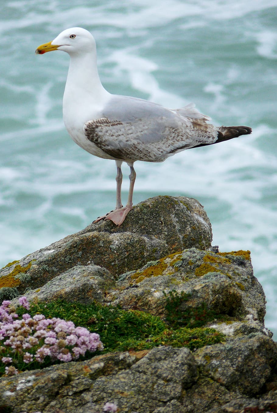 bird, seagull, nature, animal themes, animal wildlife, animals in the wild HD wallpaper