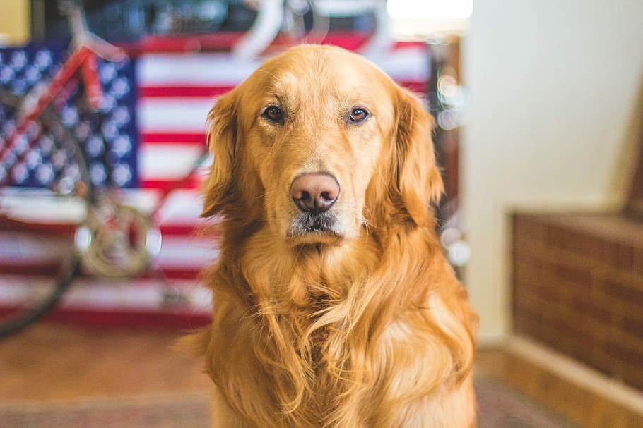 brown long coated dog near U.S. flag, pets, animal, cute, canine HD wallpaper