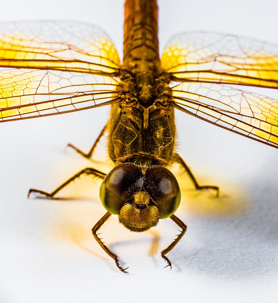 dragonfly, insect, yellow, close, chitin, wing, animal, nature HD wallpaper