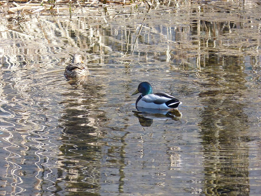 mallards, ducks, water, reed, mirroring, rush, waters, animal wildlife HD wallpaper