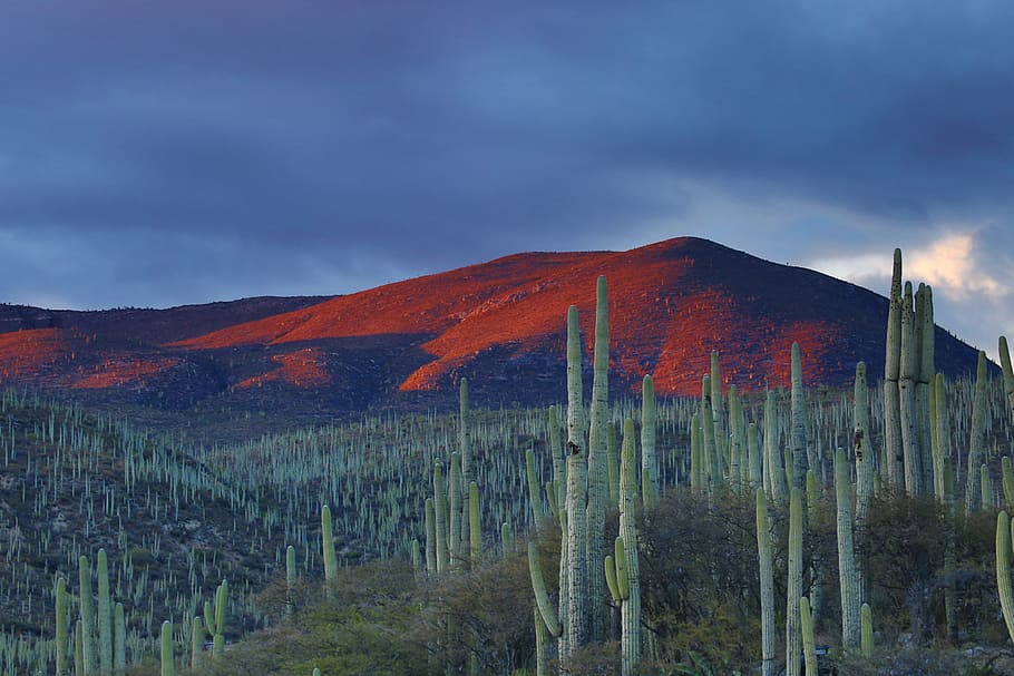 cacti, cactus, dawn, daylight, hills, landscape, nature, outdoors HD wallpaper