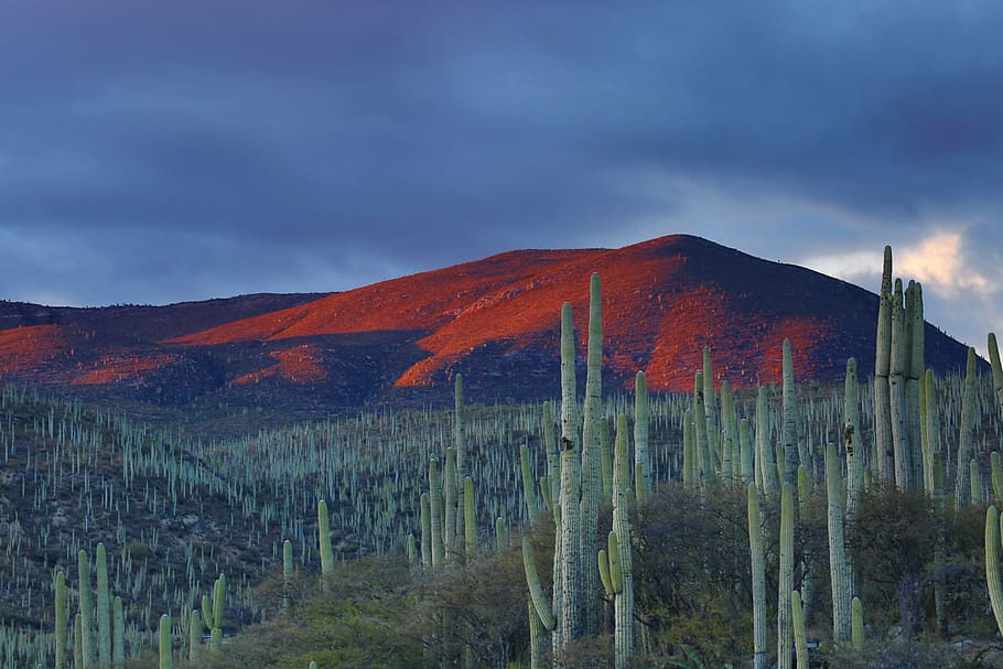 mountain peak during daytime, cactus near mountain under cloudy sky HD wallpaper