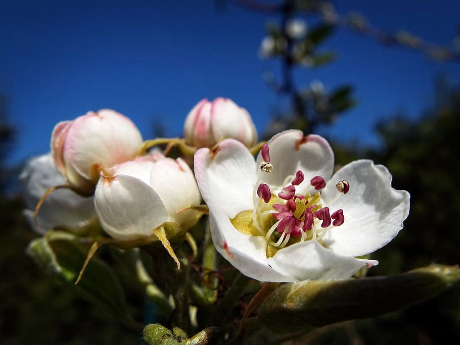 Pear-Tree, Fruit, Flower, Spring, garden, nature, close-up HD wallpaper